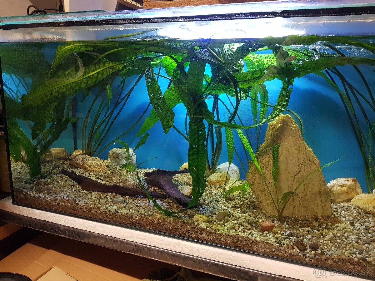 krásne zabehnuté 130 litrové akvárium - 20