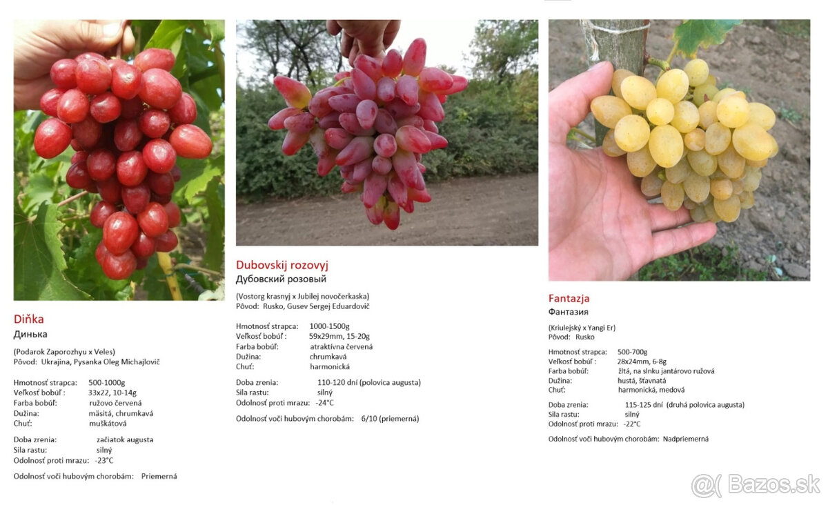 Stolový vinič - sadenice - 20