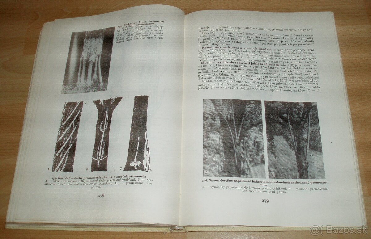 Štepenie, očkovanie a preštepovanie drevín - 20