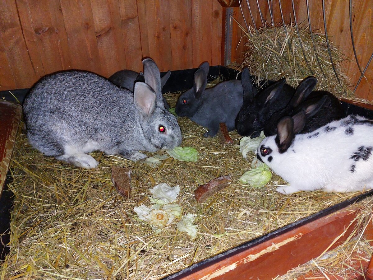 Králiky do chovu - 20