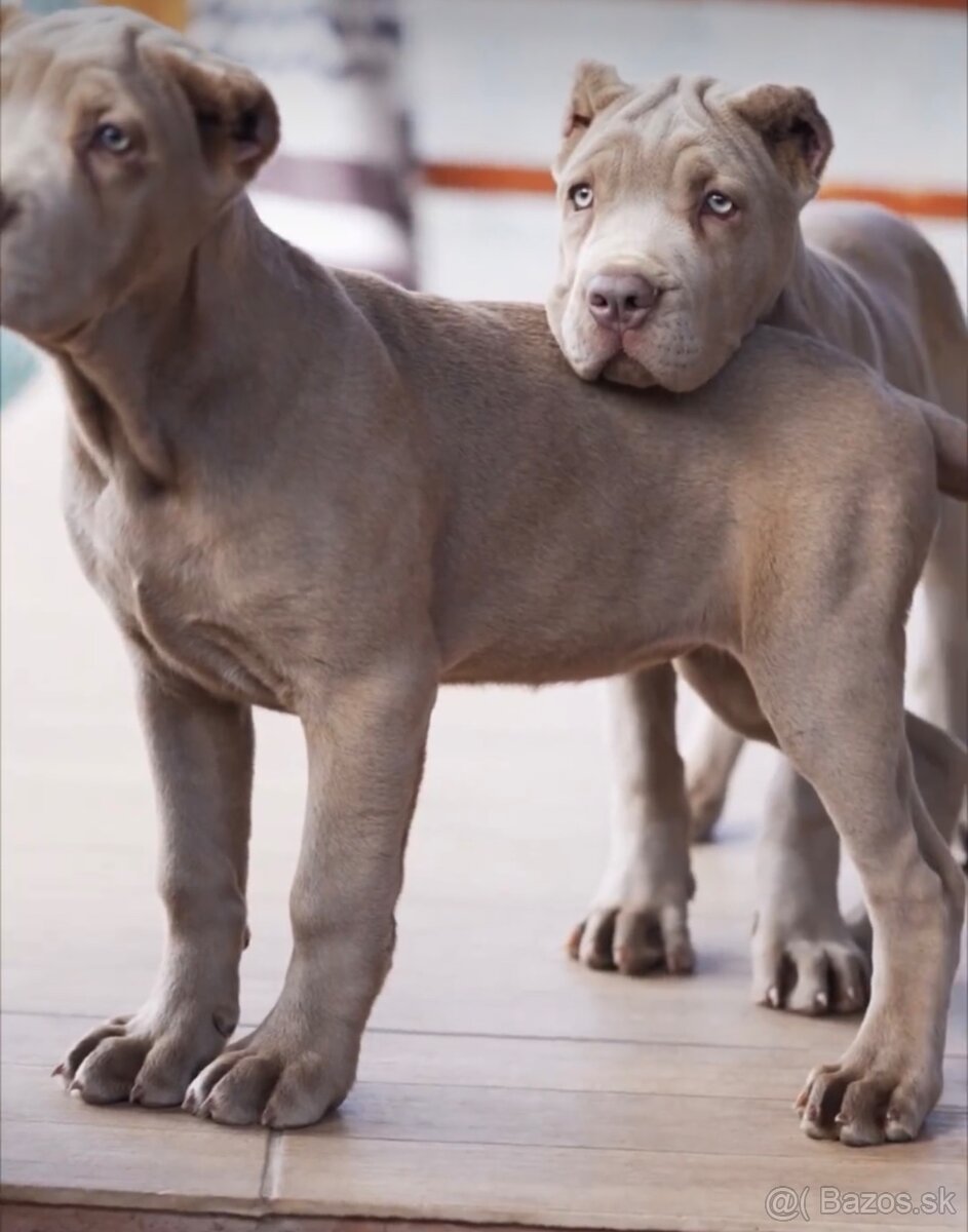 Bandog, cane corso, presa, doga, pitbull - 20