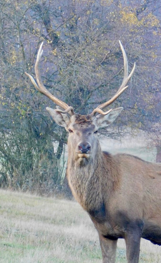 Predám Nikon Coolpix B500 – perfektný stav, príslušenstvo mo - 20