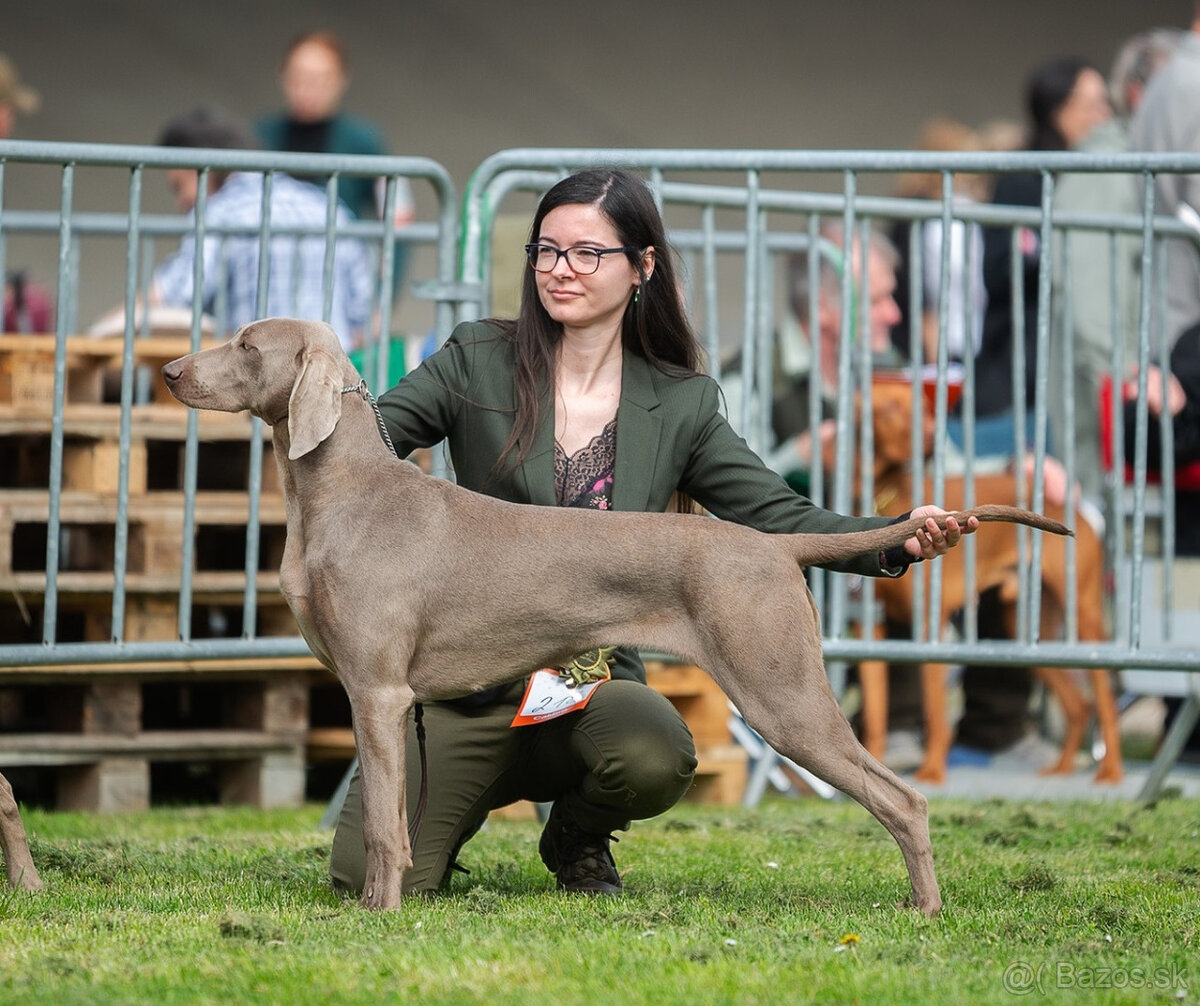 Weimarský krátkosrstý stavač - štěniatka s PP - 20