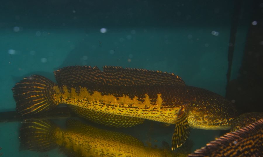 Spoločenské rybky - 20