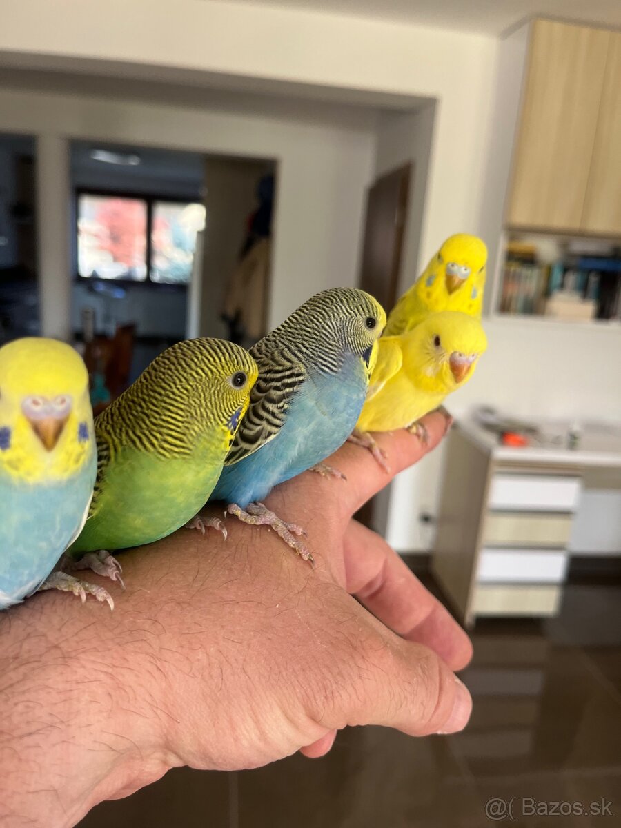 Andulka mlada Maznačik - 20