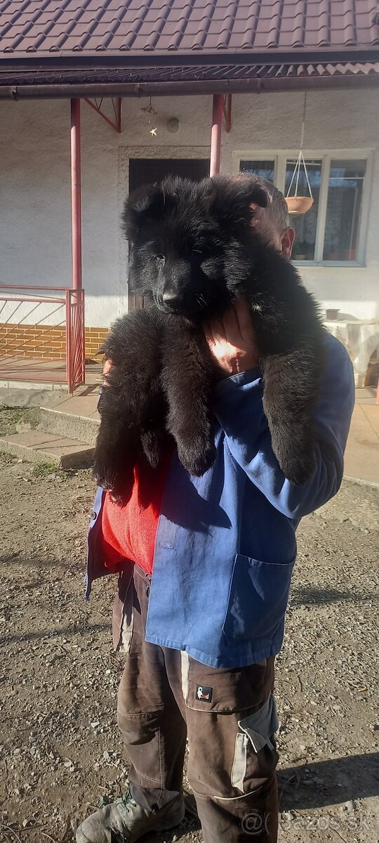 Nemecký ovčiak šteniatka - 20