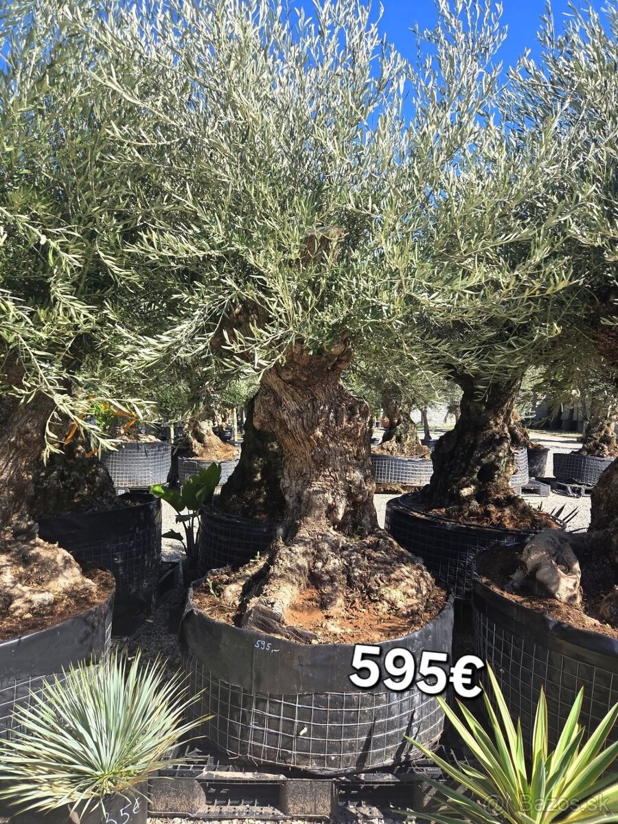 Mrazuvzdorne Olivovníky - 20