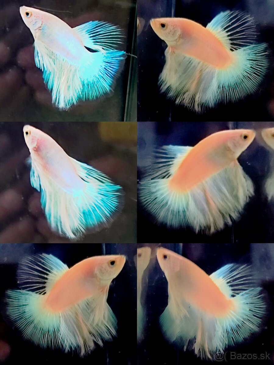 Betta Splendens - Bojovnica Pestrá. - 20