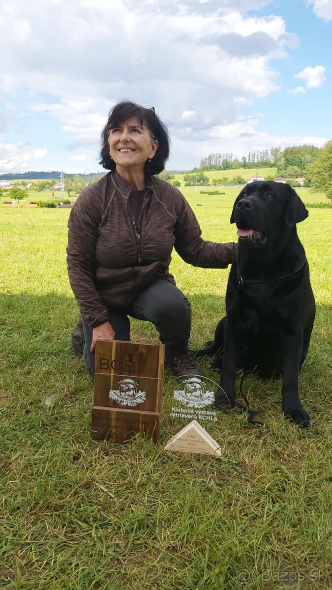 Labrador retriever - šteniatka - 20