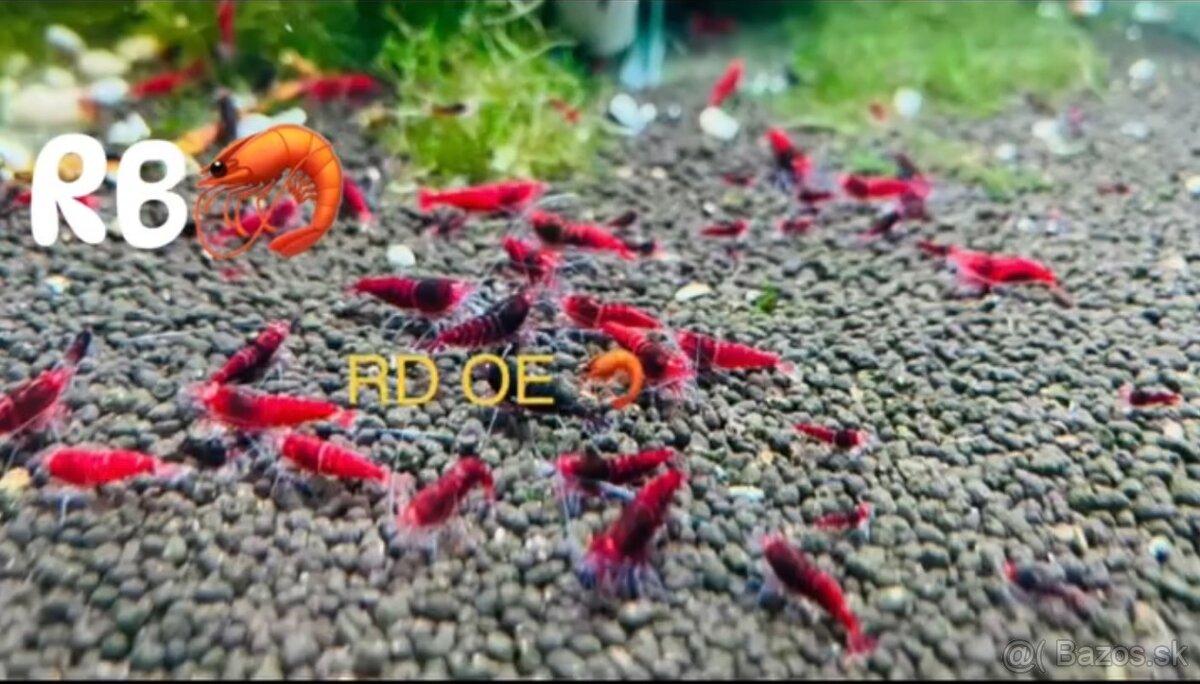 PREMIUM AKVA KREVETKY🦐Caridina a Neocaridina- Odber Zilina - 20