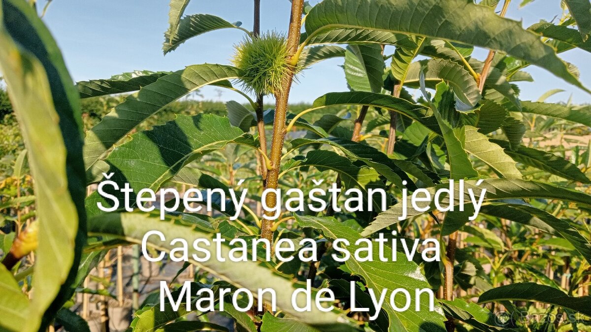 Tuja Smaragd, vavrínovec, červienka, gaštan - Prešov - 20