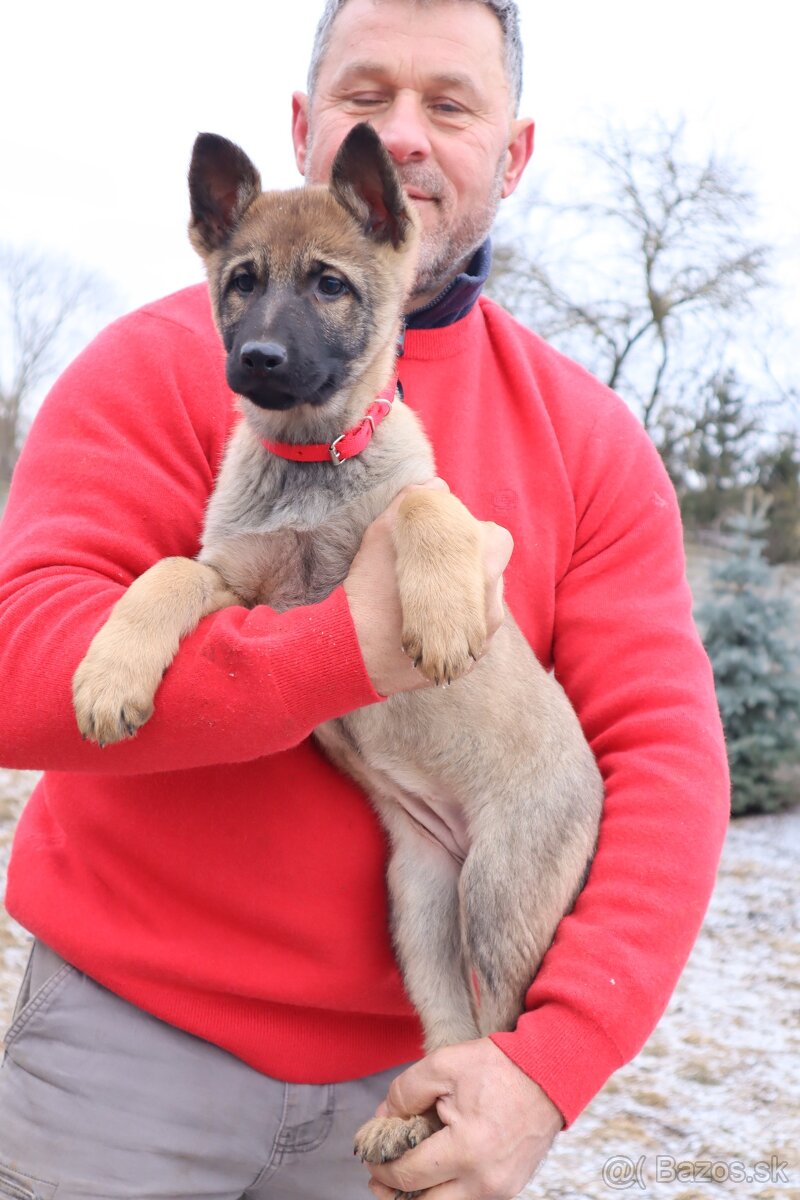 Nemecký ovčiak šteniatka s PP WORK line - 20