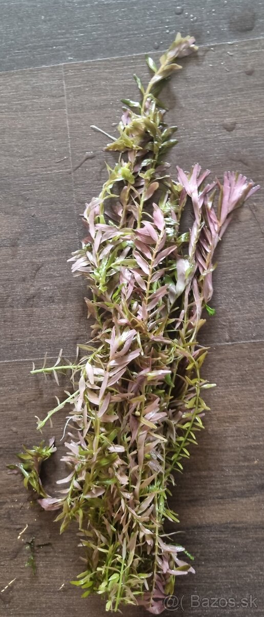 Predam rastliny do akvaria - 20