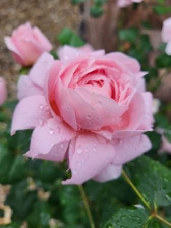 Za super cenu 24 m2 záhr.chatka v Glianoch - 20