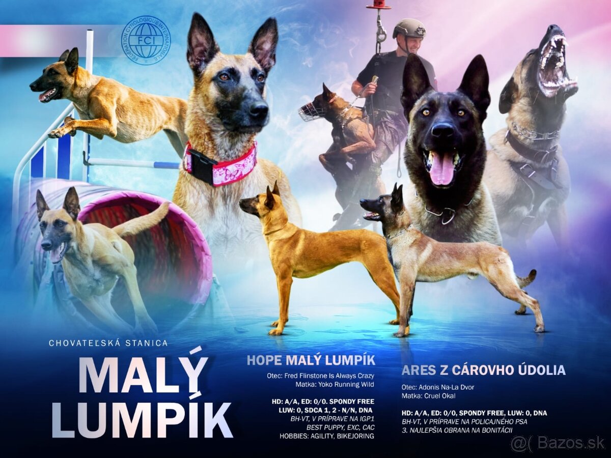 Belgický ovčiak malinois, šteniatka s PP - 20