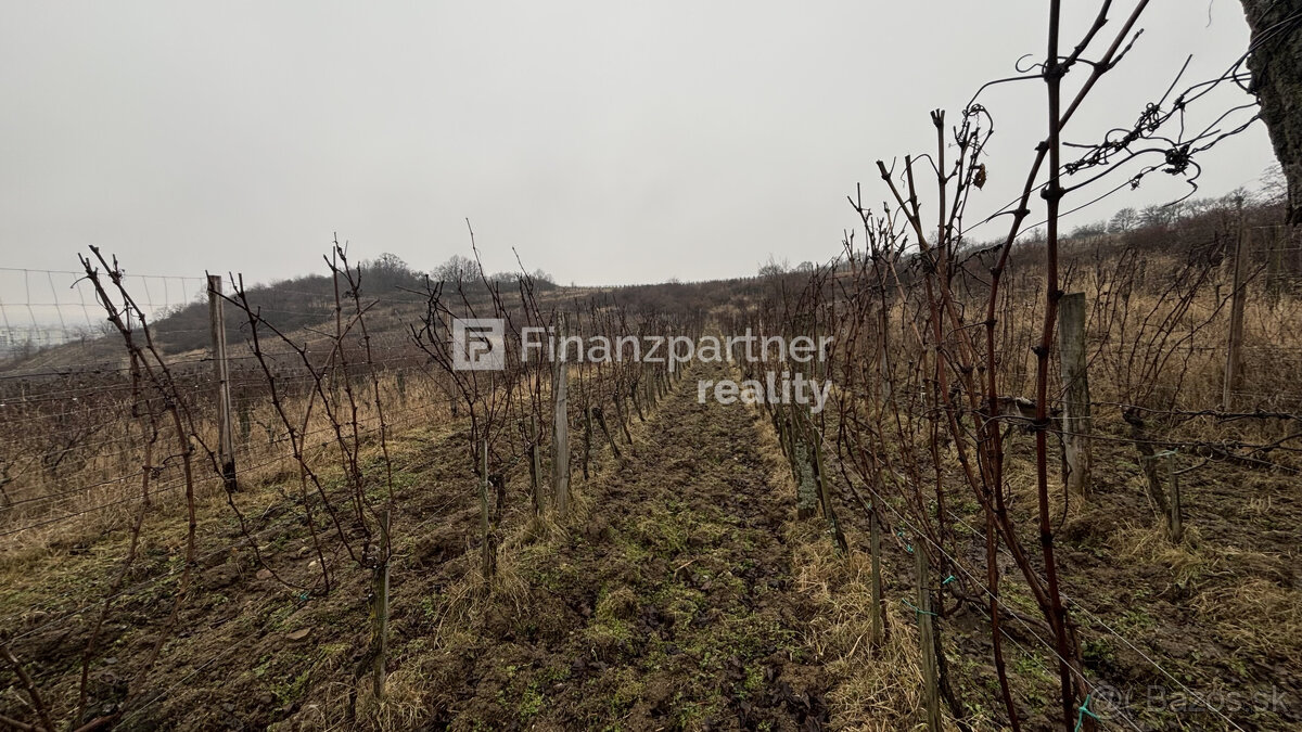 REZERVOVANÉ - Vinohrad 1862 m², v meste Pezinok + 3D - 20