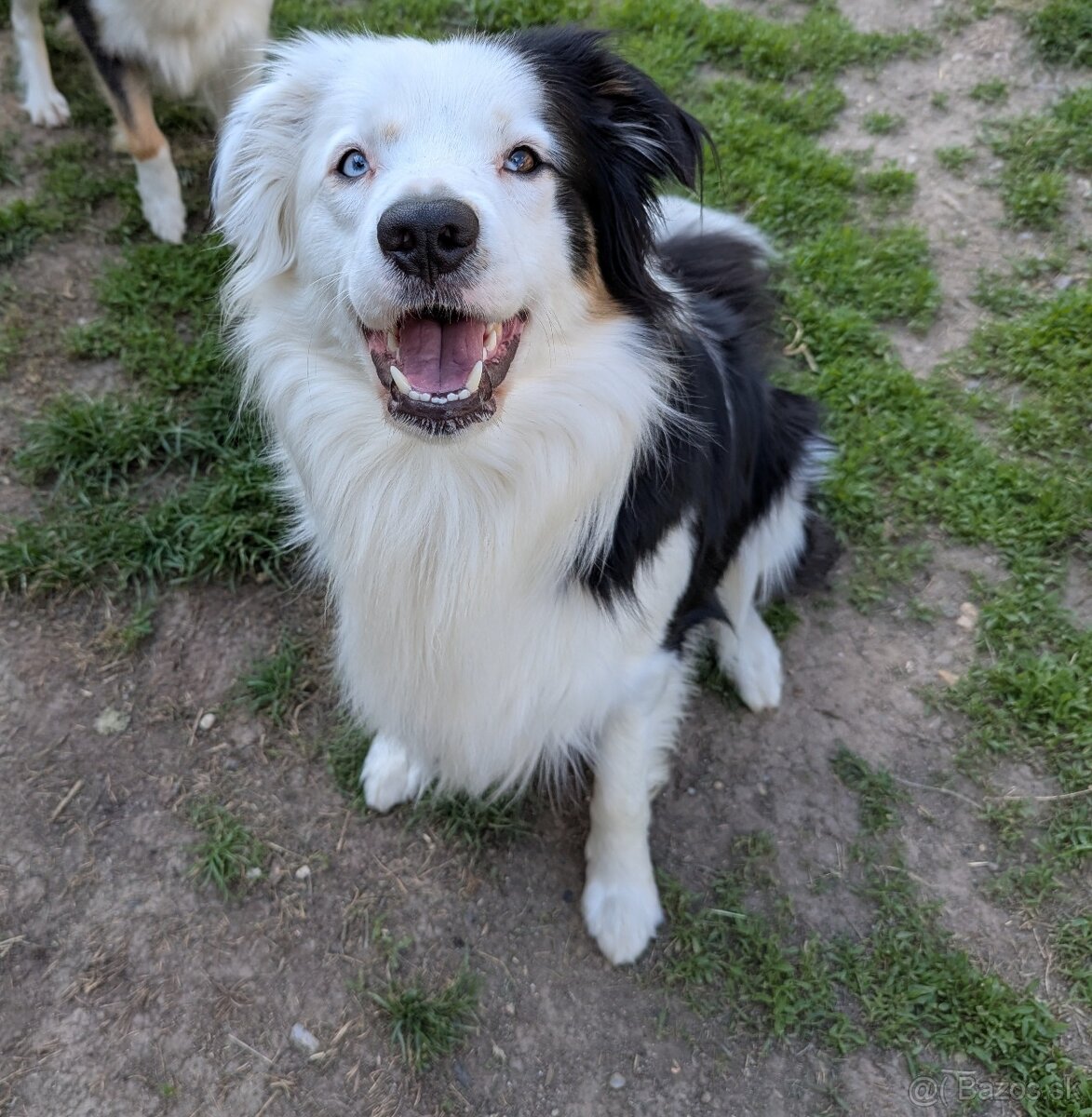 Border kolia tricolor - 20