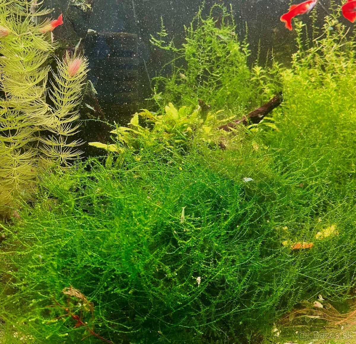 Krevetky Neocaridina - 20