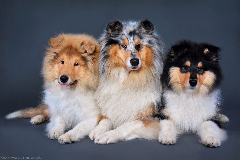 Kólia dlhosrstá - šteniatka s PP, rodokmeňom - 20