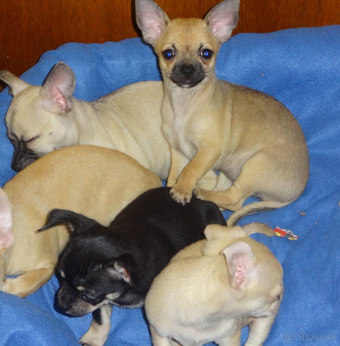 čivava krátkosrstá - 20