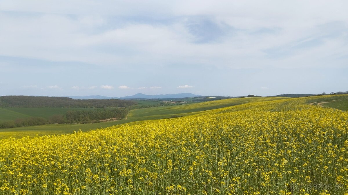 PREDAJ: Starší vidiecky dom s veľkým pozemkom a vínnou pivni - 20