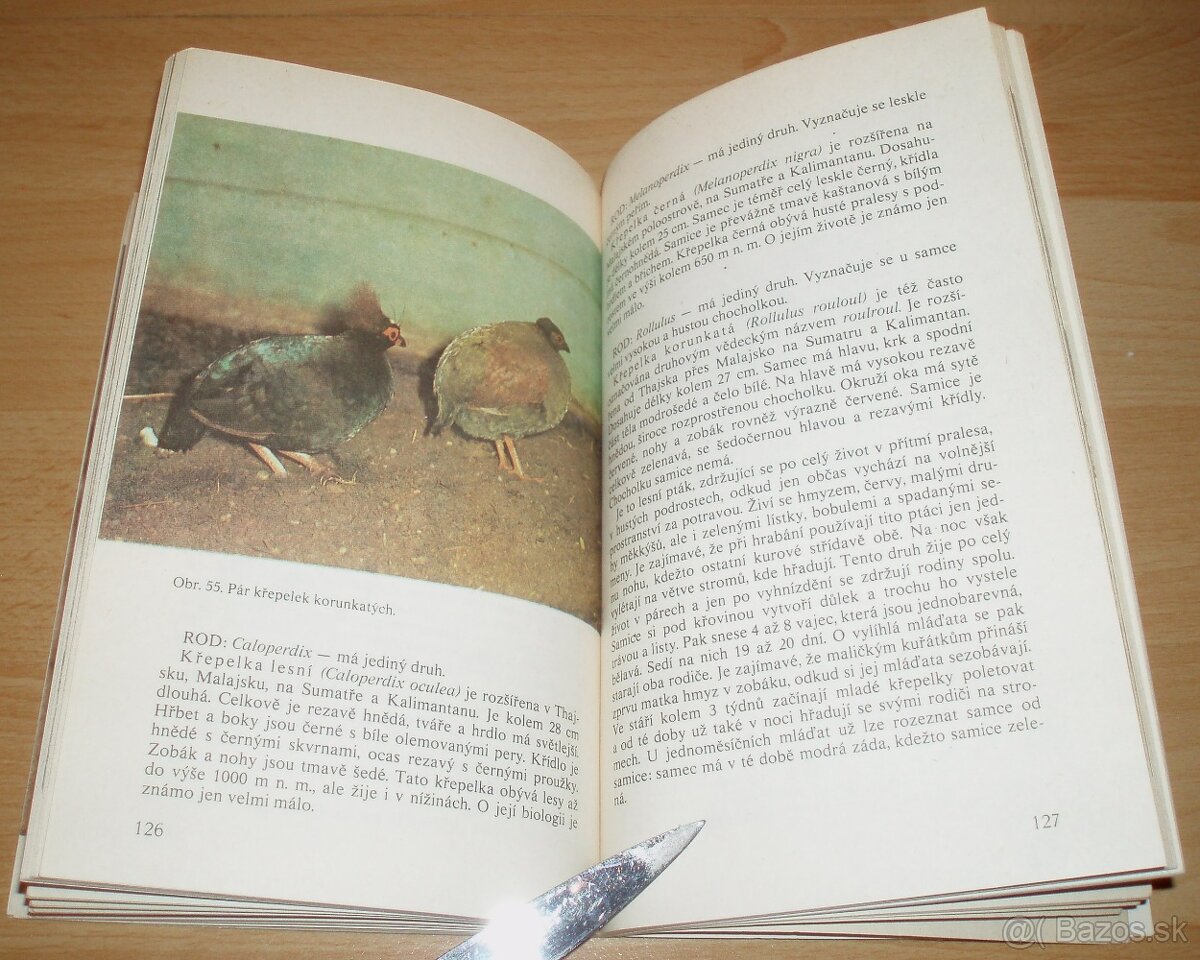 Bažanti a ostatní hrabaví - 20