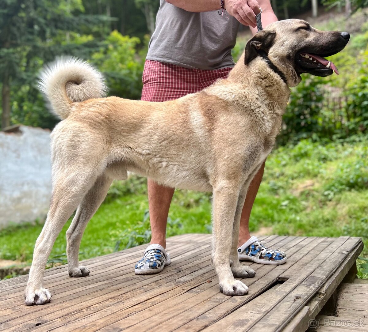 KANGAL - štěňata již K ODBĚRU, iba sučky - 20