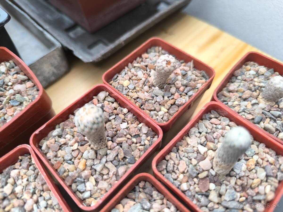 Kaktusy a sukulenty - 20