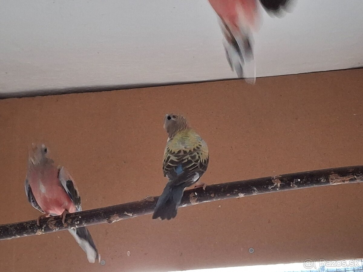 Neofema bourkova - 20