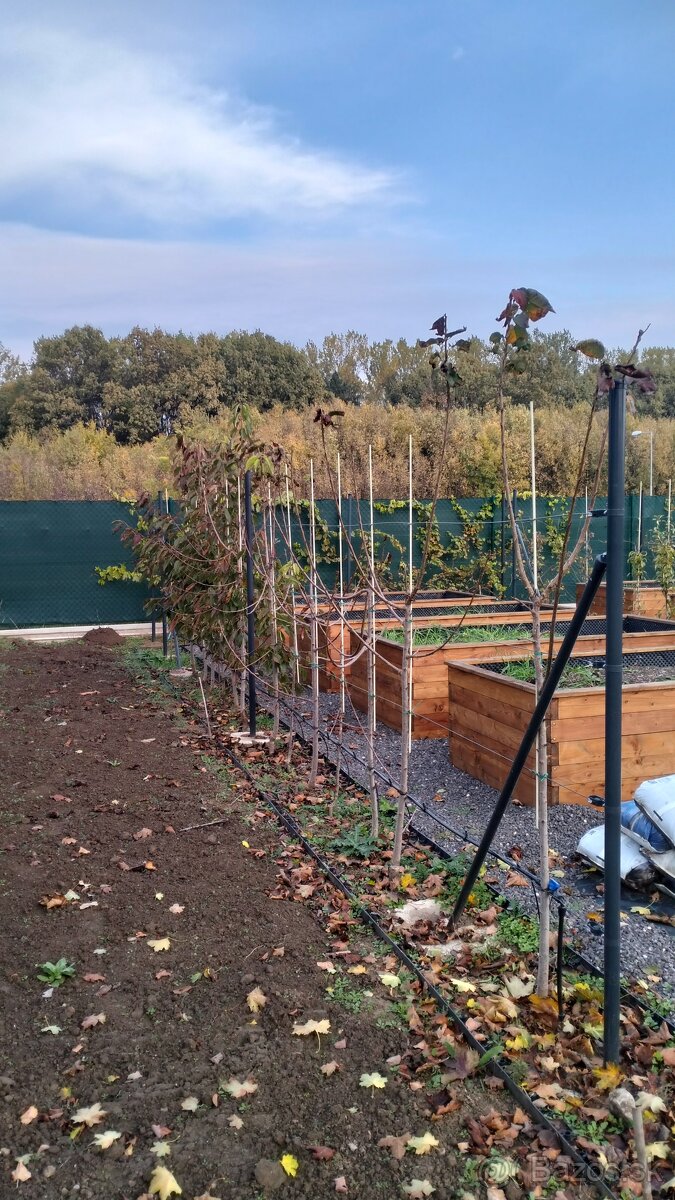 Strihanie ovocných stromov - 20