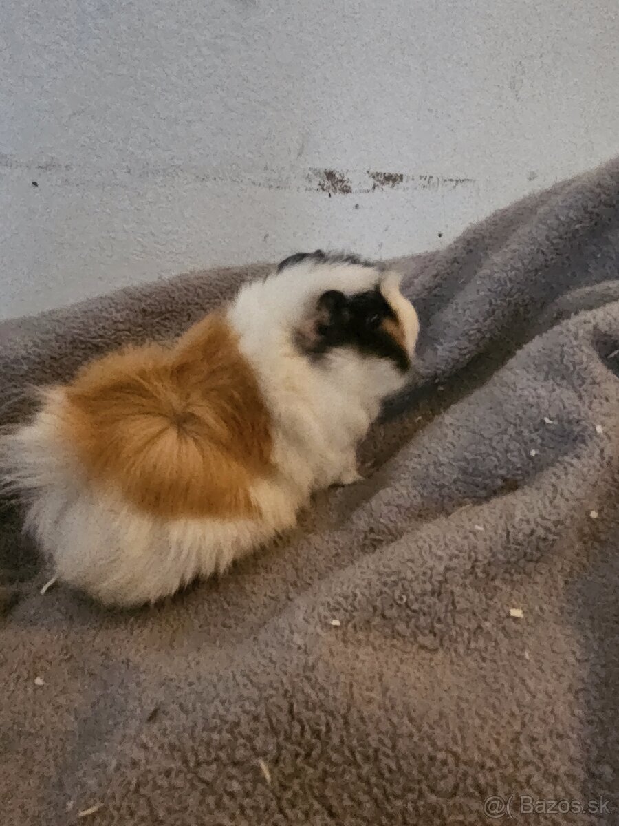 Morske prasiatka - 20