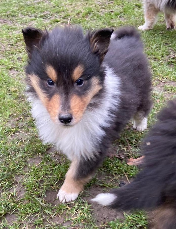 Kolia dlhosrstá - 20