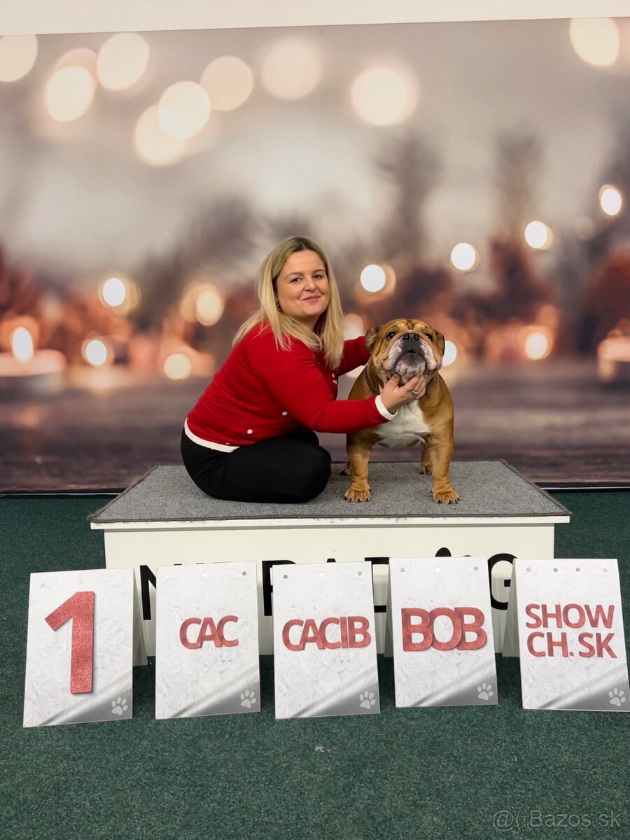 Anglicky Bulldog s PP na KRYTIE, buldog, Buldok , - 20