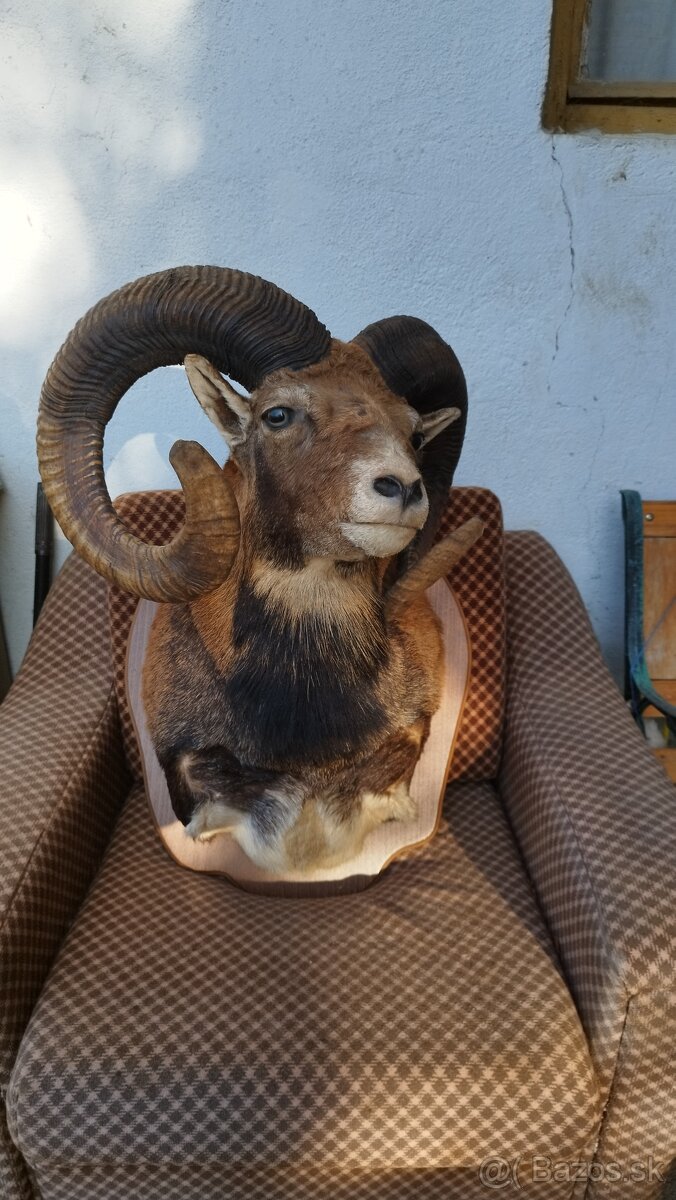 Predám preparát zlatého muflona. Parožie zhody trofeje. - 20