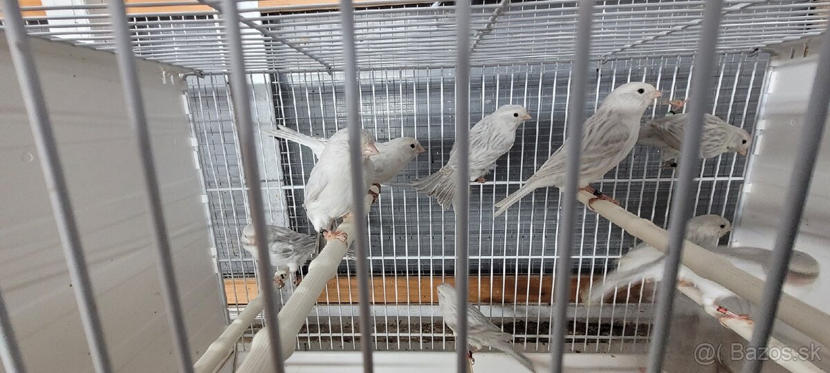 Predám Kanáriky,Kanáre - 20