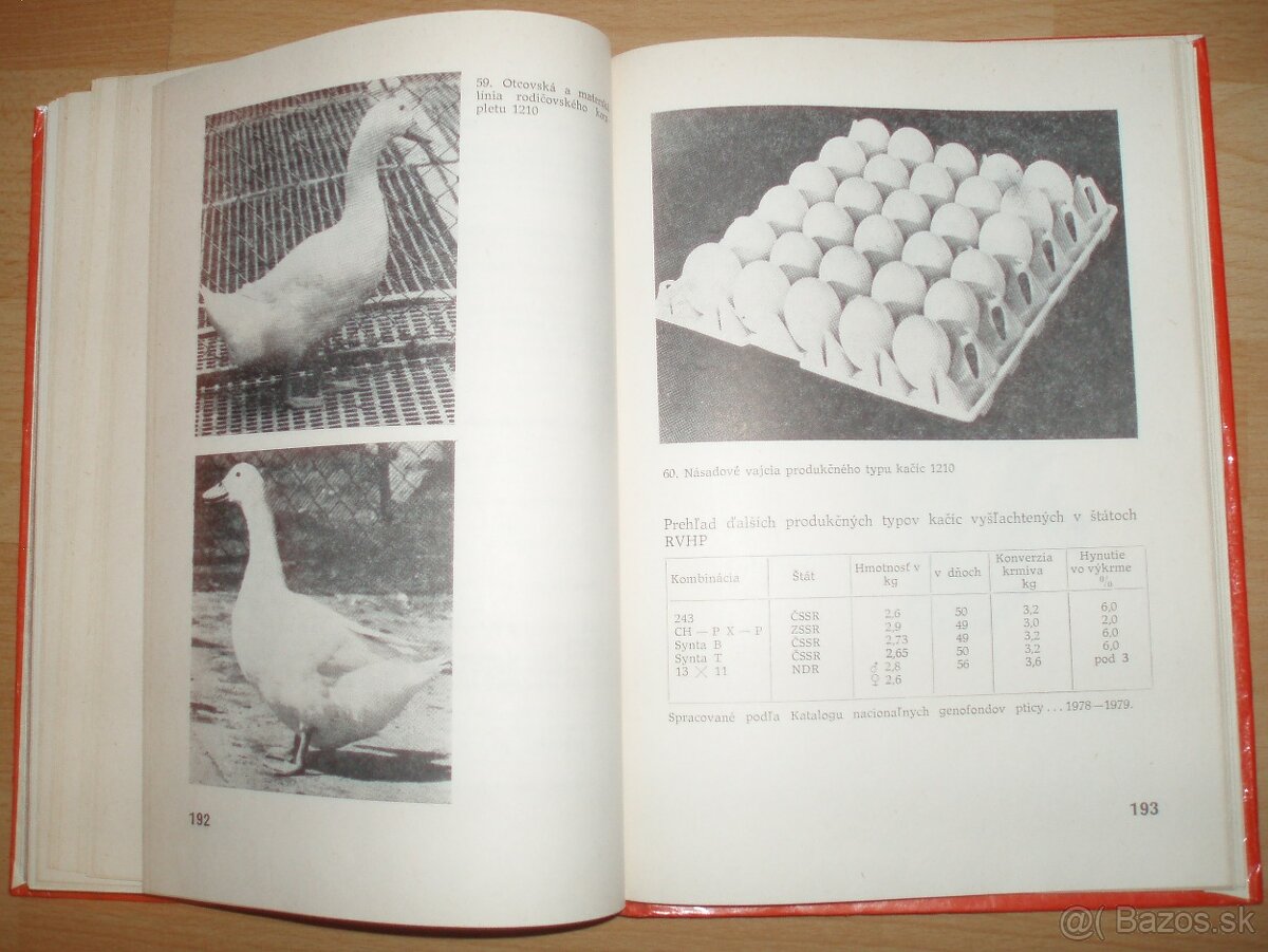 Najvýkonnejšie plemená a typy hydiny - 20