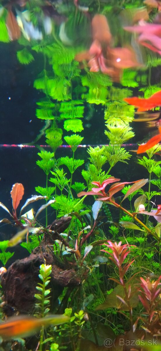 Akvarijne rastlinky z prestrihu - 20