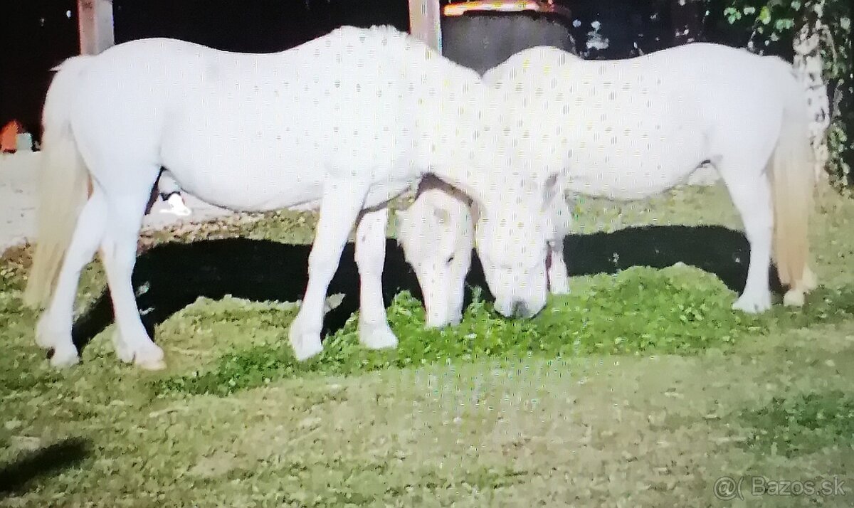 Na predaj zaujímavá nehnuteľnosť v - 20