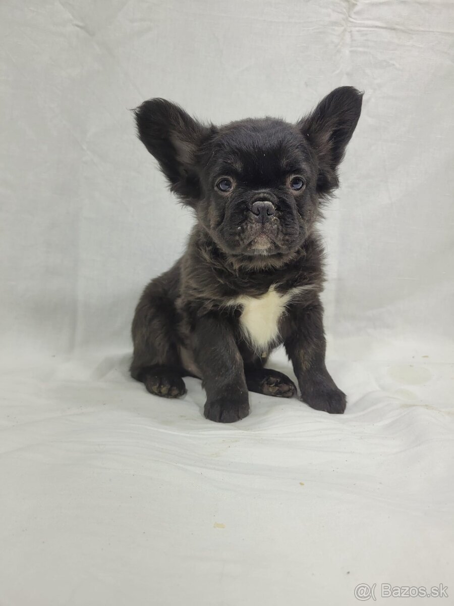 Francúzsky buldoček - 20