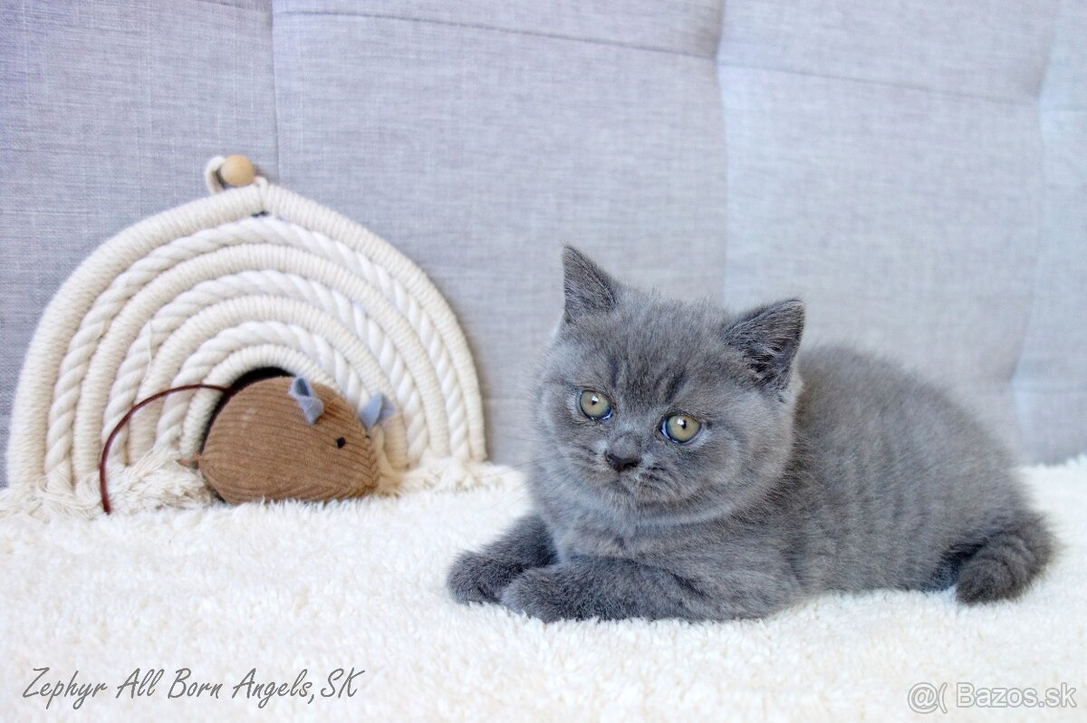 Britské mačiatka s PP ♥ - 20