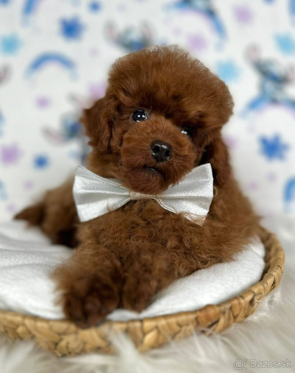 Pudel toy/Pudlík toy - red brown psíček - 20