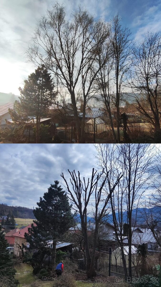 Výrub rizikových stromov - 20