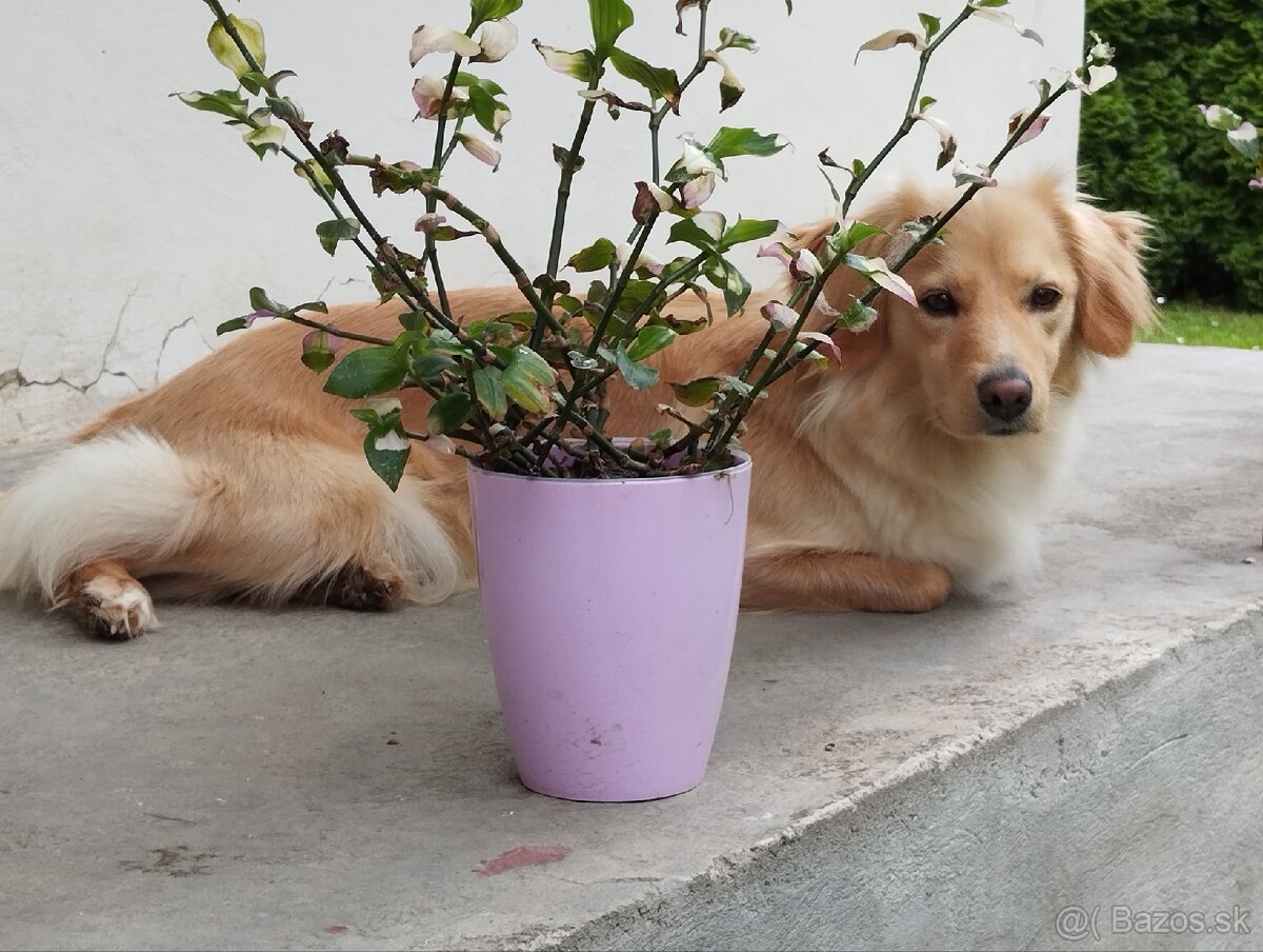 Ponúkam šteniatka - 20