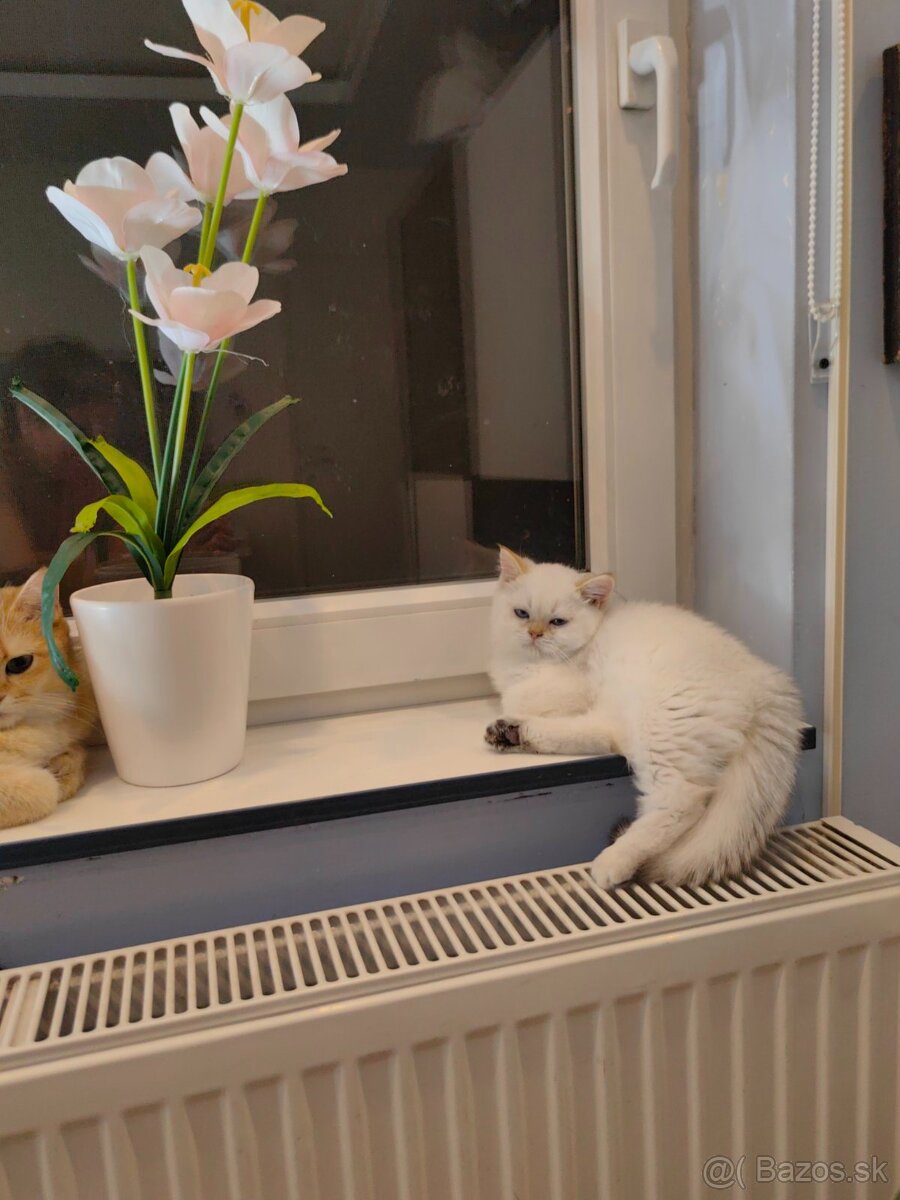 Britská krátkosrstá mačka - 20