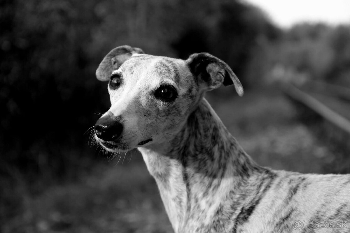 Vipet, Whippet s PP - 20