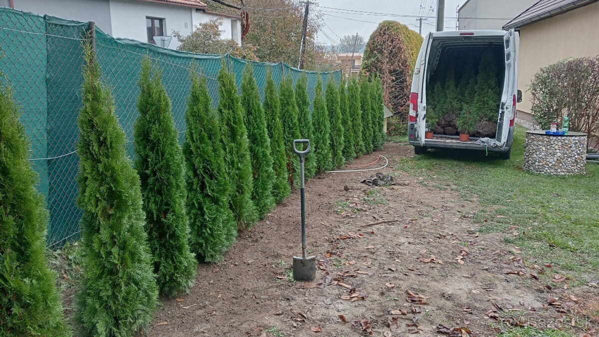Tuja Smaragd, vavrínovec, červienka, gaštan - Námestovo - 20