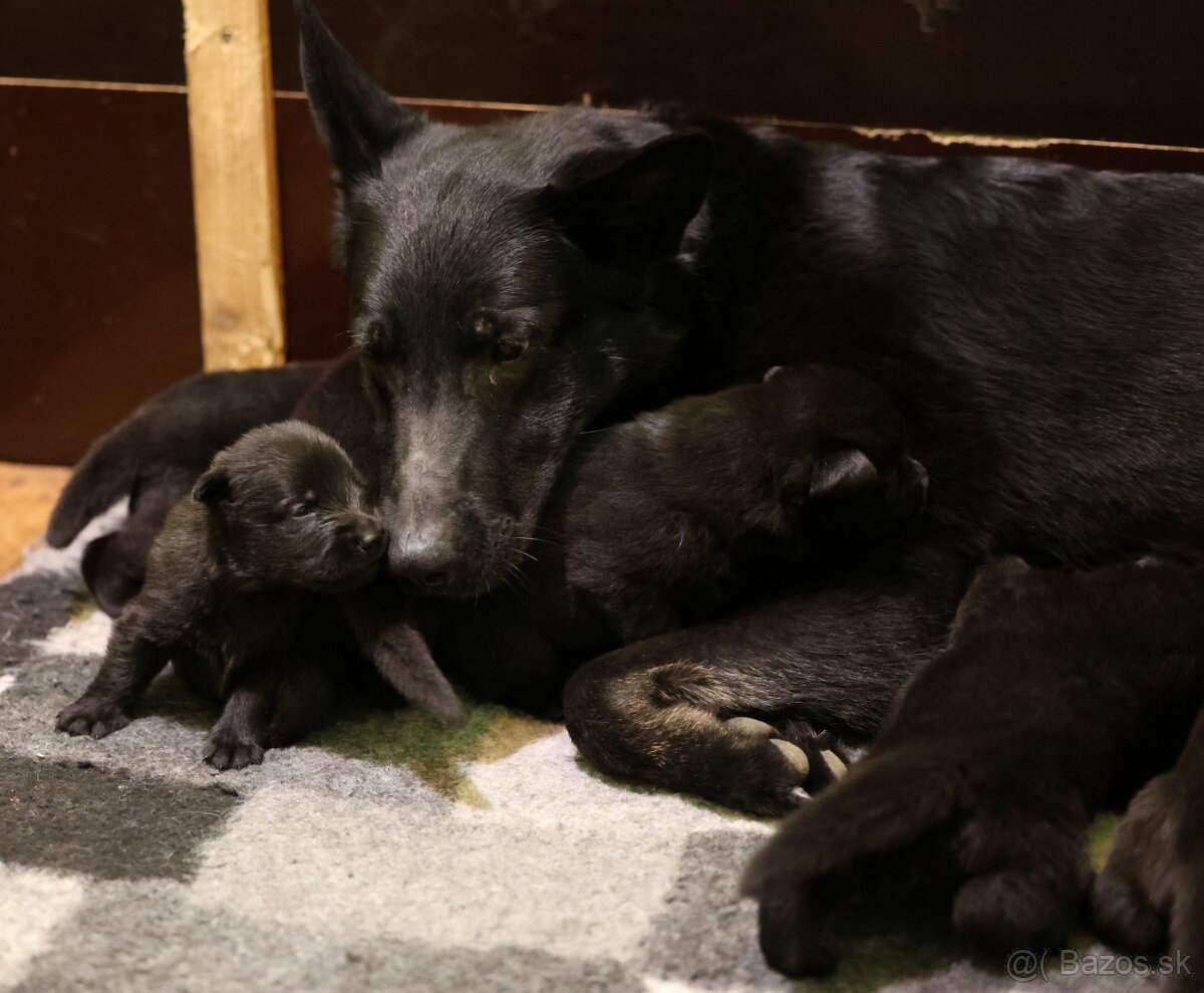 Nemecký ovčiak s PP - 20