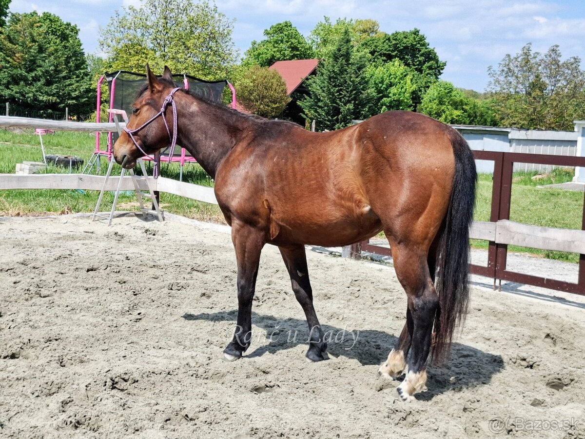 Predám 3/4 qh kobylku - 20