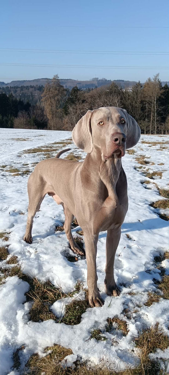 Weimarský krátkosrstý stavač - štěniatka s PP - 20