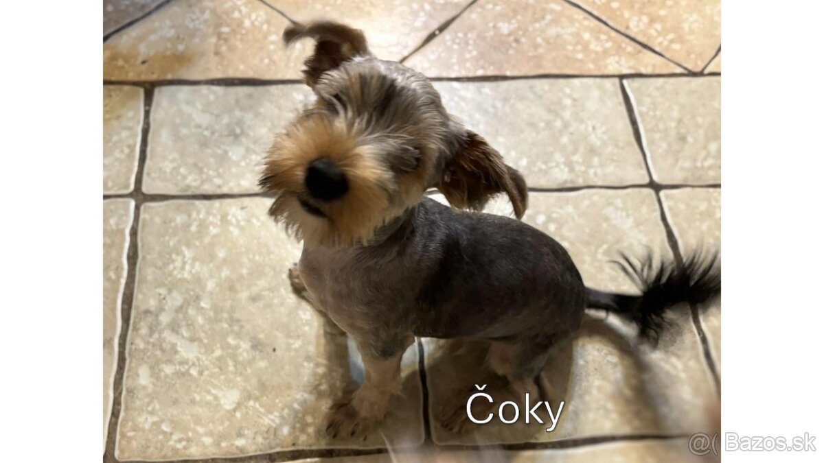 Baricsfarma ponúka na predaj yorkshirských teriérov - 20